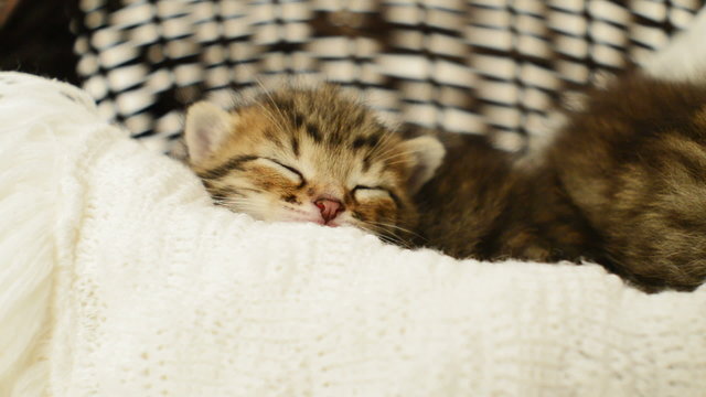 cute tabby kitten sleeping wickerwork hamper