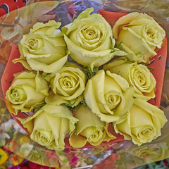 rose flowers bouquet closeup, natural background