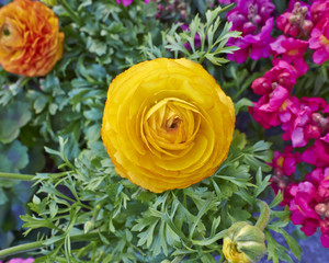 orange buttercup flower closeup, natural background