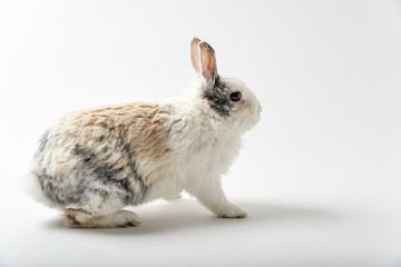 Rabbit on white