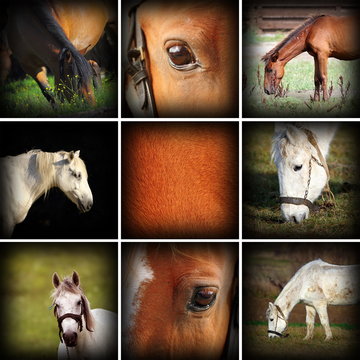 collection of horses pictures