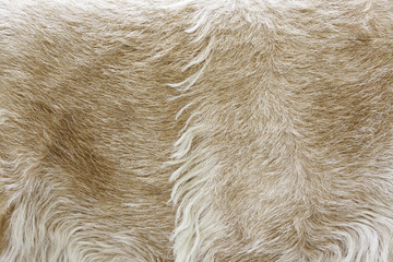 Animal skin with hair