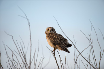 Short Eared Owl