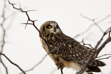 Short Eared Owl