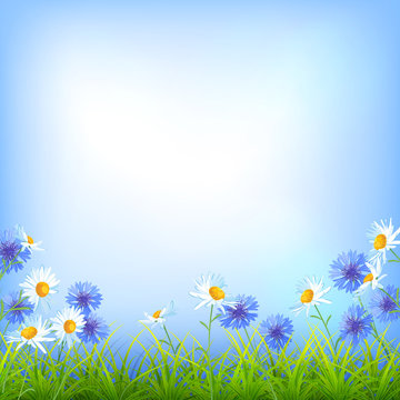 Field flowers daisy cornflower grass background