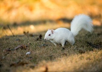 White squirrel burying nuts