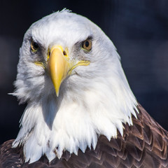 bald eagle