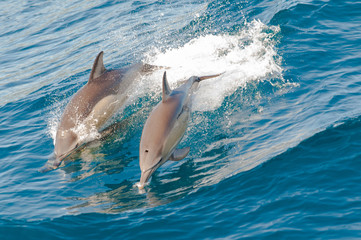 dolphins jumping © chirnoagarazvan