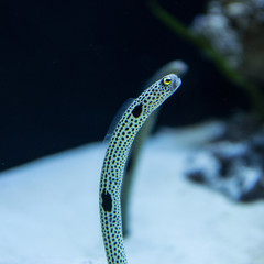 Eel Fish