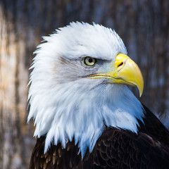 bald eagle