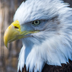bald eagle