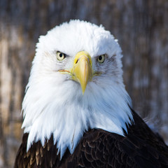 bald eagle