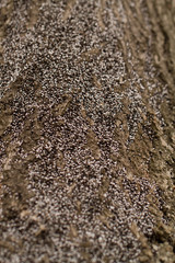 Bugs on the trunk
