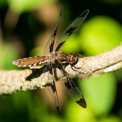 Prince Baskettail Dragonfly