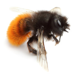 Dead bumblebee.