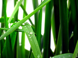 Fototapeta premium Green leaves with water droplets