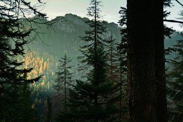 Mountain ladscape with trees