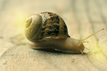 Garden snail (Helix aspersa)