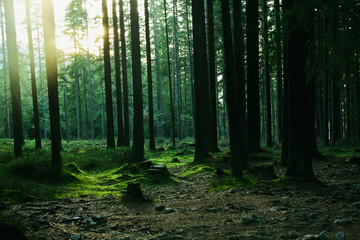 Forest landscape with trees