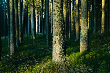 Forest landscape with trees