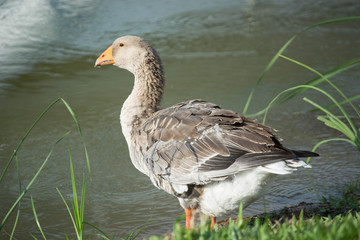 gray goose