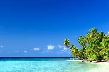 Strand mit Palmen © Loocid GmbH