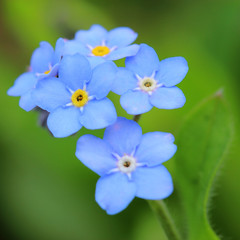 Forget-me-nots flowers. Close up