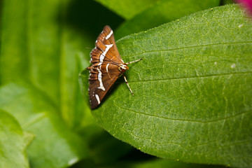 the insect on leaf