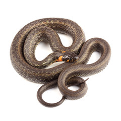 Fototapeta premium Grass snake (Natrix natrix) isolated on white