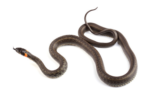 Grass snake (Natrix natrix) isolated on white