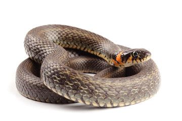 Fototapeta premium Grass snake (Natrix natrix) isolated on white