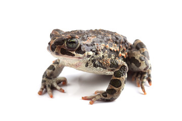 Green toad (Bufo viridis) isolated on white