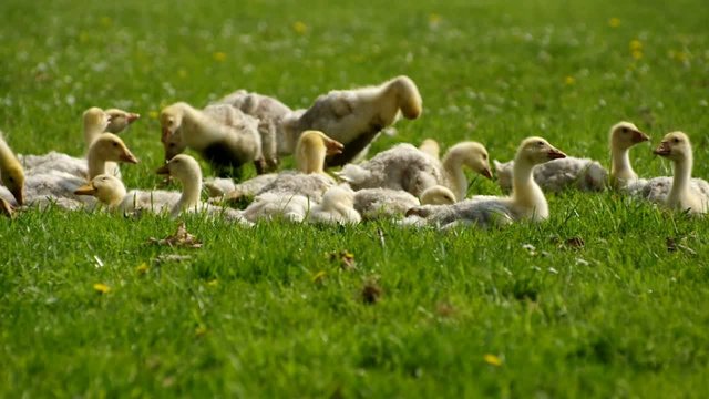goslings