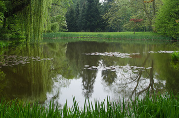 Fototapeta na wymiar Reflection of willon in lake