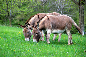Des ânes au paturage.