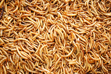 Background of Hundreds of Dried Meal Worms