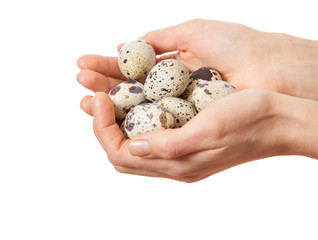 Quail eggs in hands isolated on white