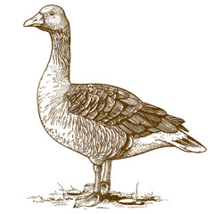 vector engraving goose on white background - obrazy, fototapety, plakaty