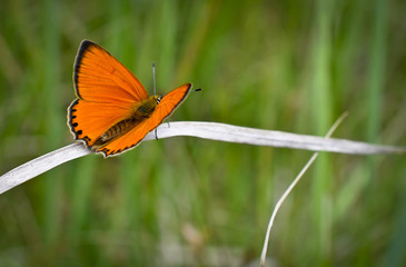 Fototapeta na wymiar Schmetterling in der freien Natur