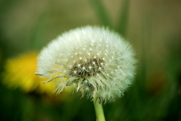 Pusteblume