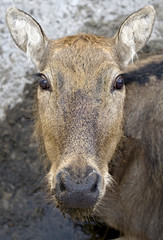 Fototapeta premium Pere David`s deer