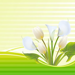 White tulip spring flowers bouquet