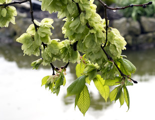 Hornbeam