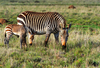 Mountain Zebra mother and foal