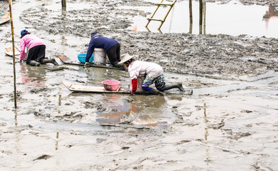 cockle farmer sitting on the board  collect cockles from sea