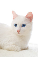 blue-eyed white cat