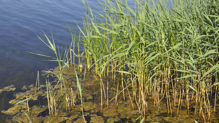 Ronneby, Küste, Wasserpflanzen, Schären, Sommer, Schweden