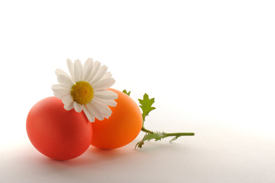 Pink and orange eggswith daisy isolated white background