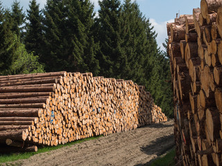 Holzwirtschaft im Harz - Polterplatz mit Baumstämmen