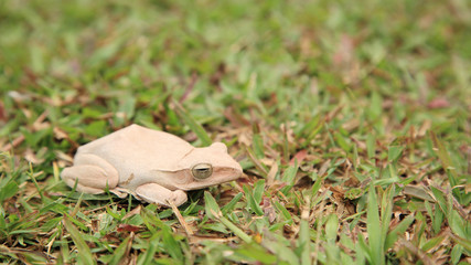 White tree frog on green grass field